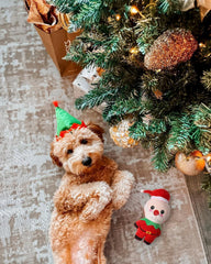 Small Dog Toy Christmas, Plush Squeaky Puppy Toy, Holiday Dog Toy Gift Set